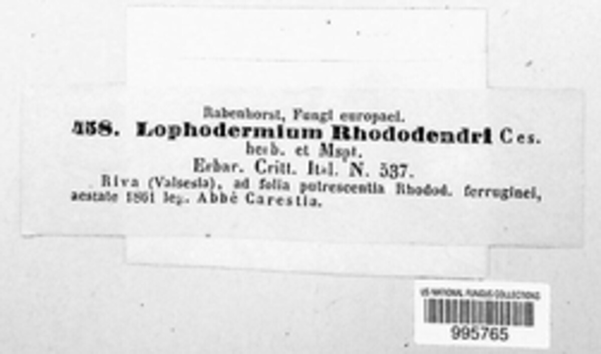 Lophodermium rhododendri image